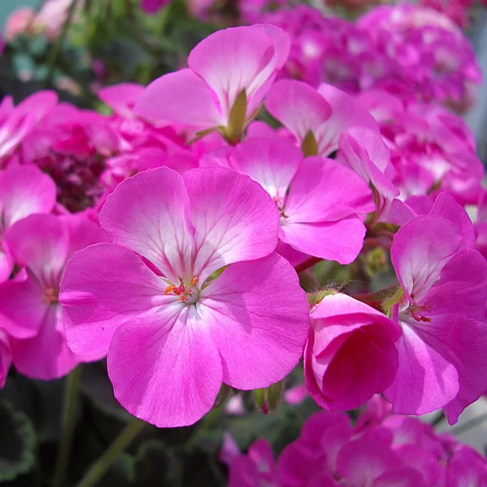 Geranien und Fuchsien jetzt genau beobachten 