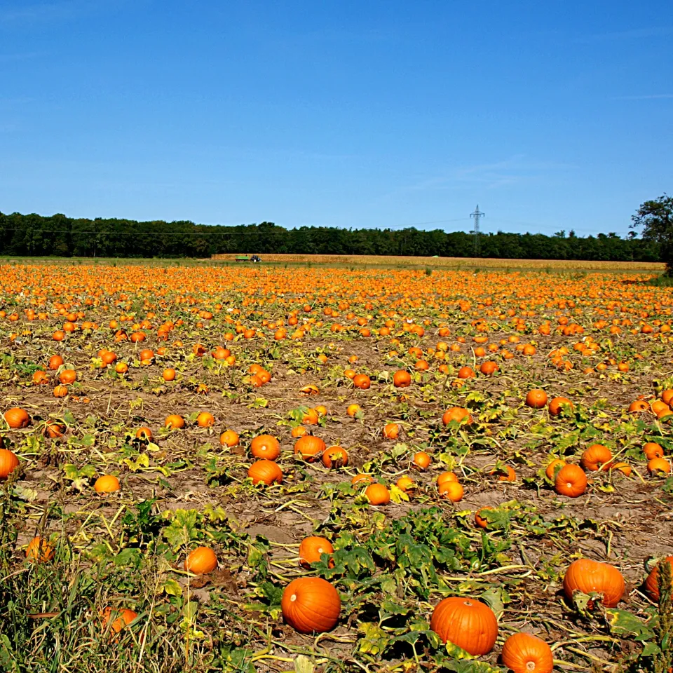 Jetzt ist Kürbiszeit! 