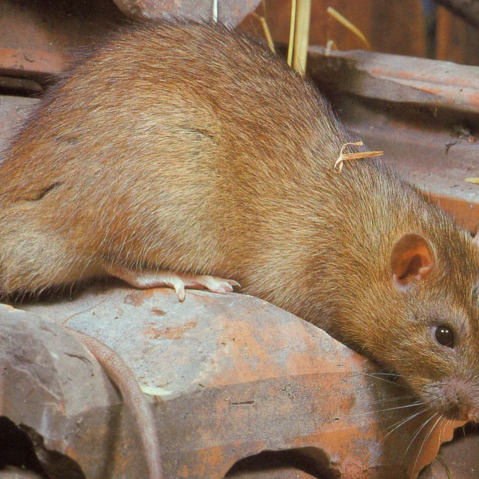 Ratten und Mäuse: Jedes Jahr 40 Millionen Euro Verluste in deutschen Getreidelagern