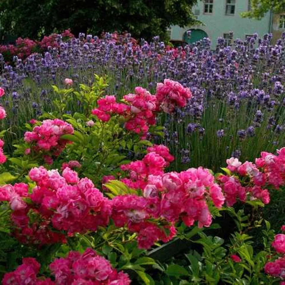 Hochsaison im Garten