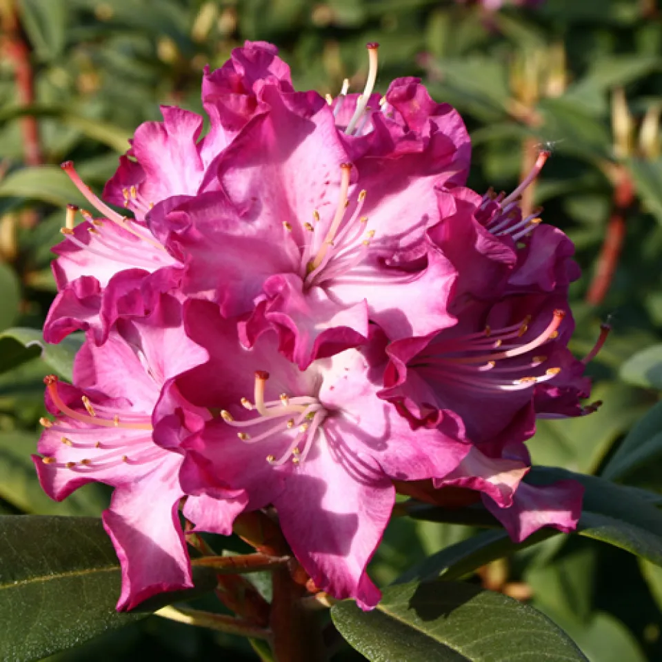 Die Deutsche Genbank Rhododendron, ein Netzwerk mit vielen Standorten 