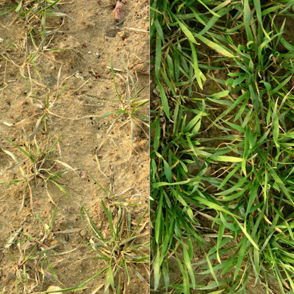 Kein Leben ohne Phosphor