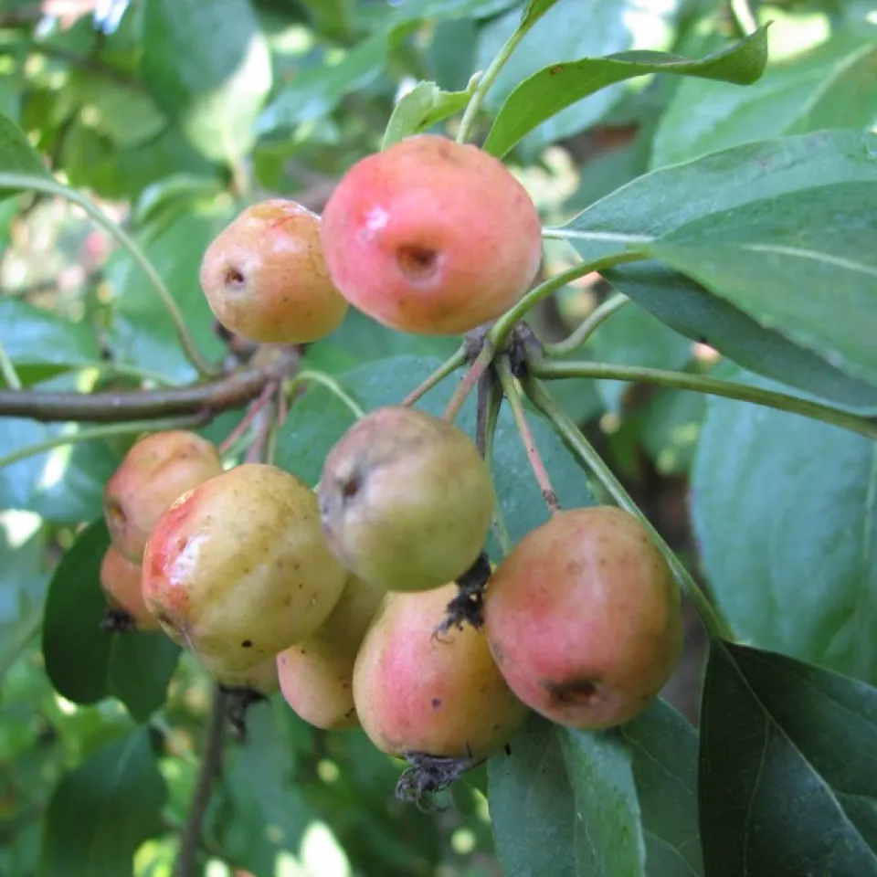 Feuerbrand: Der Resistenz auf der Spur