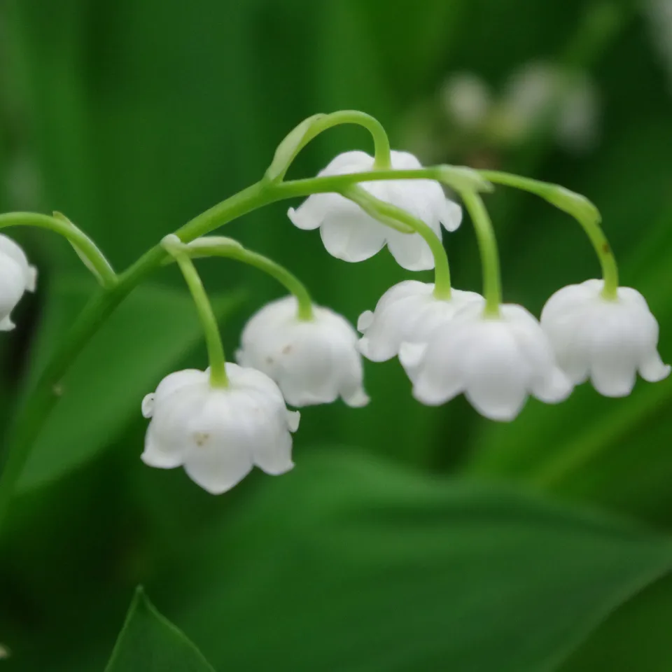 Das Maiglöckchen ist die Giftpflanze des Jahres 2014