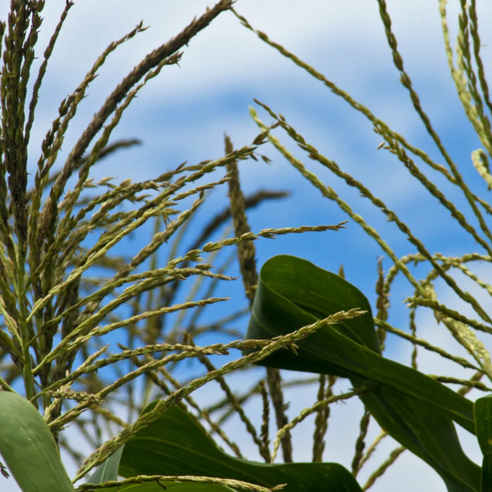 Biodiversität auf dem Acker bringt Ertragssicherheit