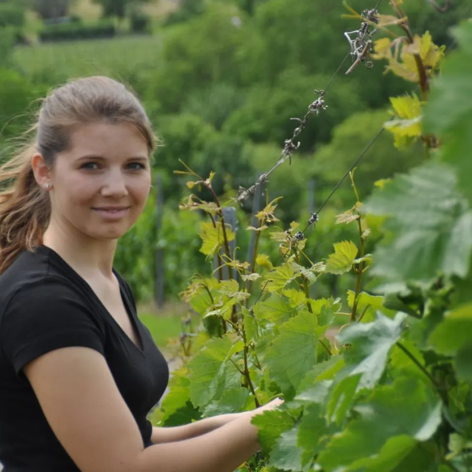 Weinlese 2013: fünf Wochen Vollgas