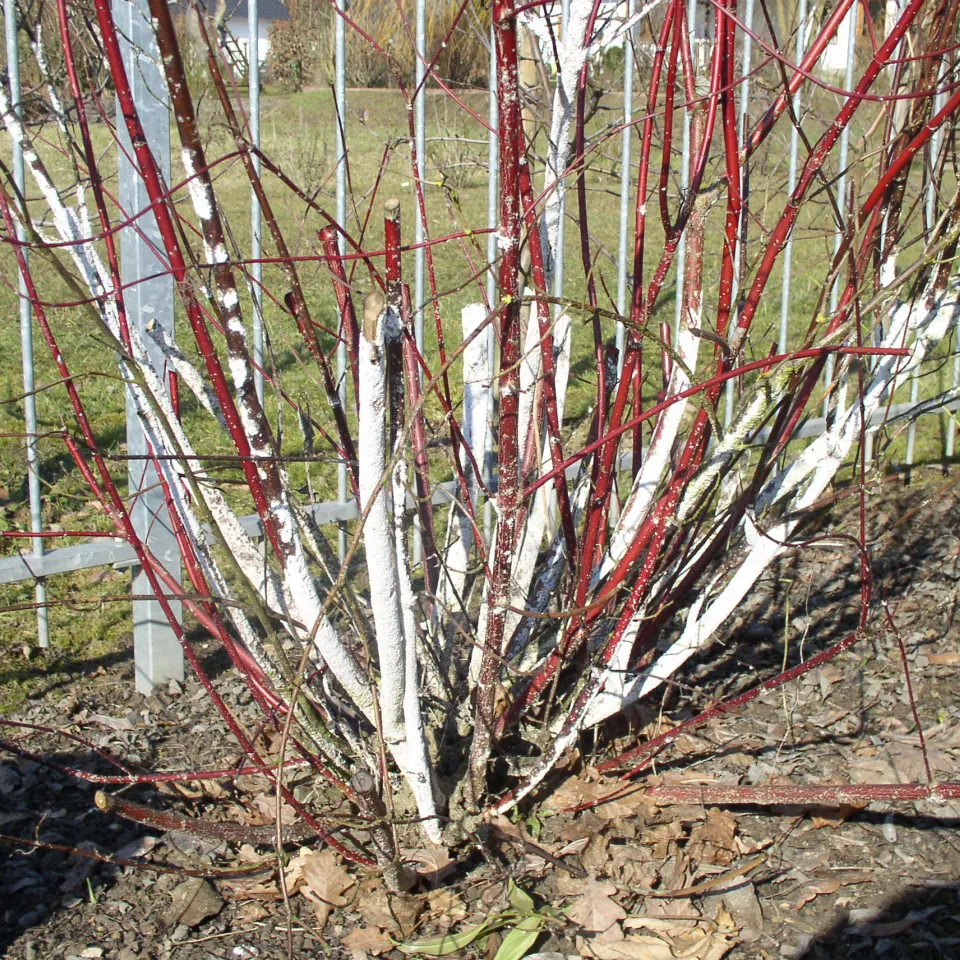 Die Maulbeerschildlaus: Wehret den Anfängen!