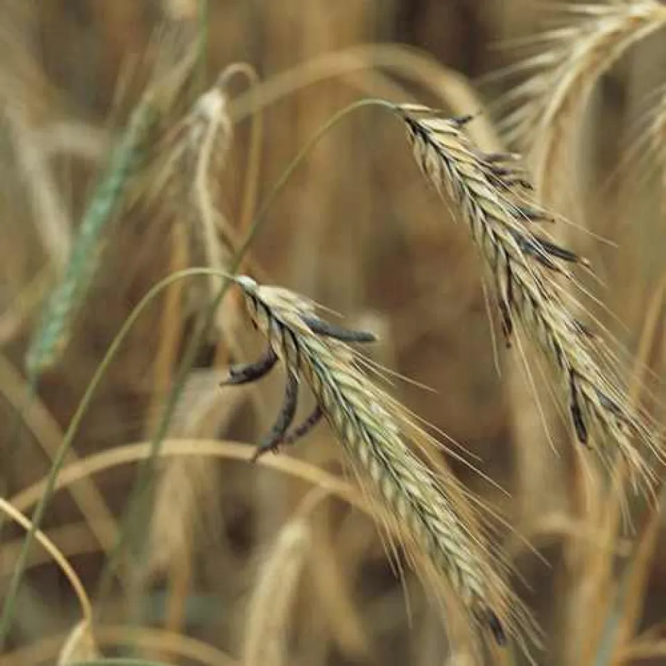 Mutterkorn: ein giftiger Getreidepilz – früher gefürchtet, heute unter Kontrolle