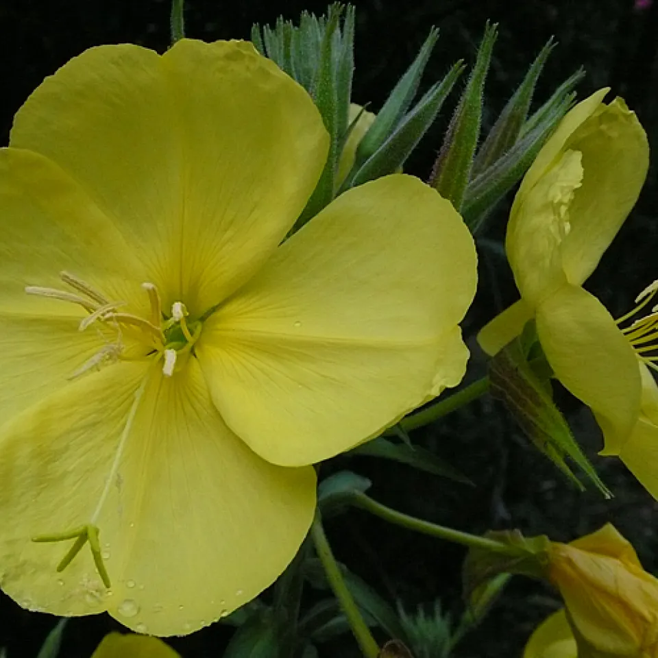 Die Nachtkerze - eine Pflanze voller Überraschungen 