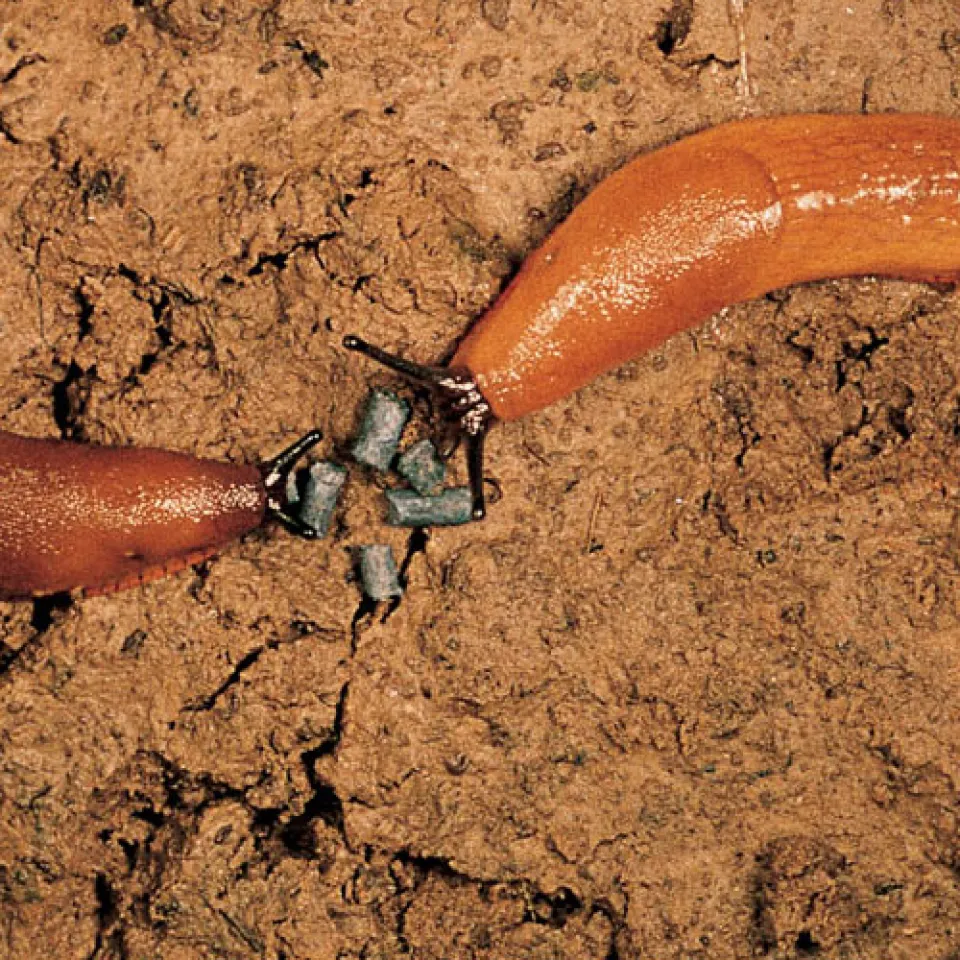 So trotzen Schädlinge dem Winter 