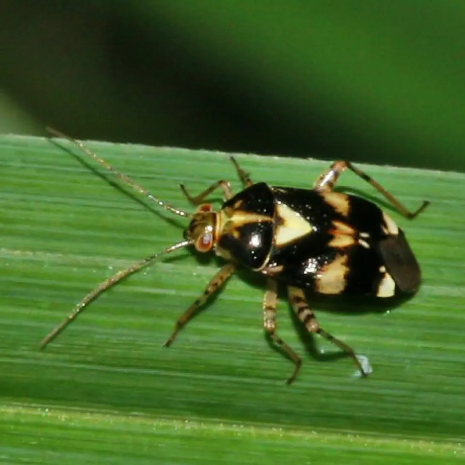 Überraschender Wirtswechsel:  Brennnesselwanze treibt auch im Erdbeerfeld ihr Unwesen