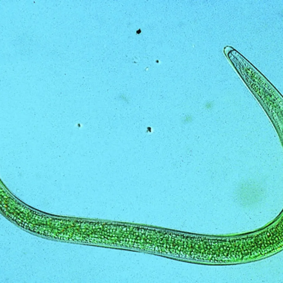Natürliche Selbstverteidigung gegen Maiswurzelbohrer 