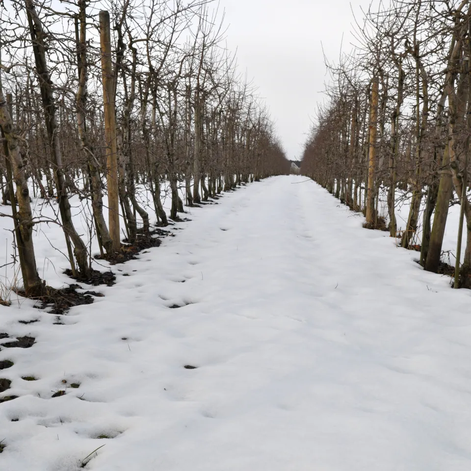 Winterschnitt – wann, wie und wieviel schneiden?