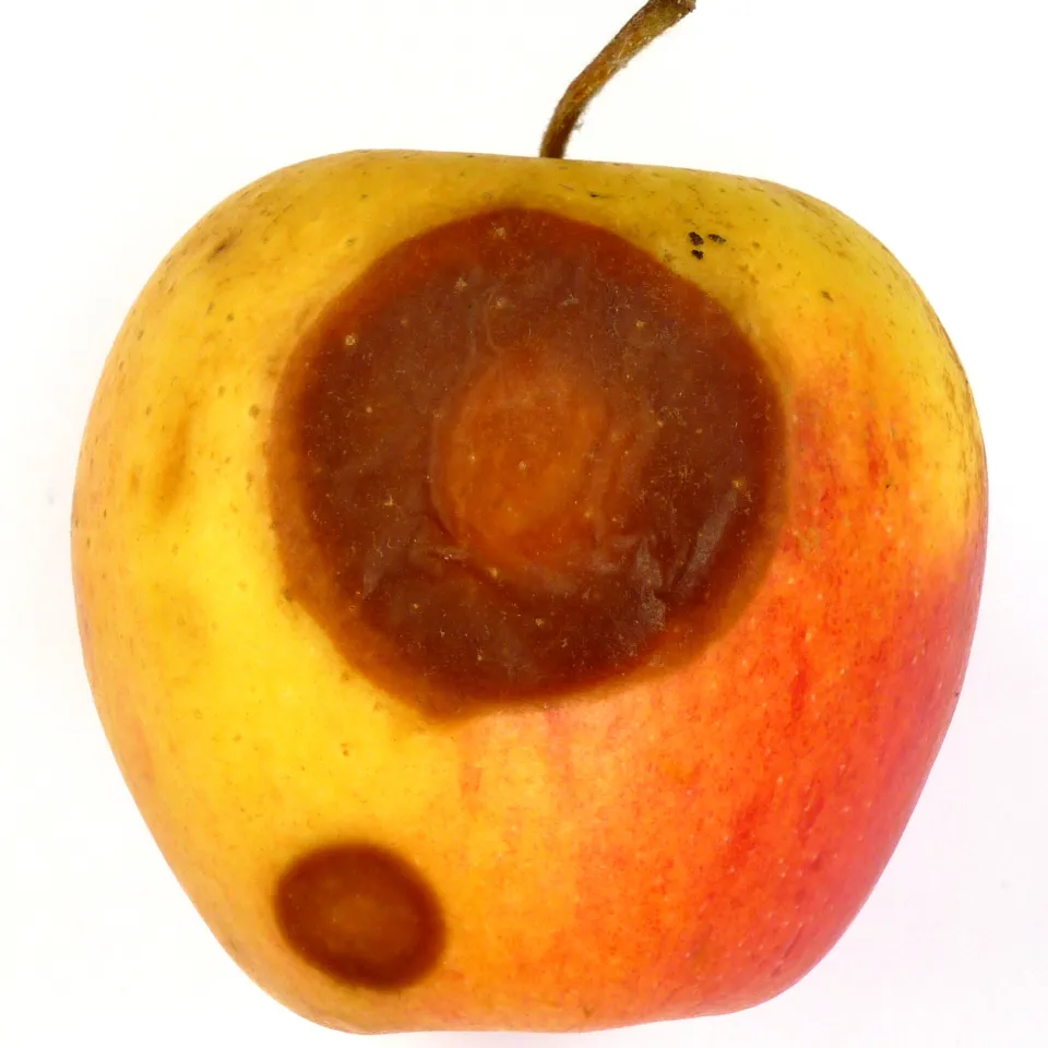 Lagerkrankheiten beim Apfel bekämpfen