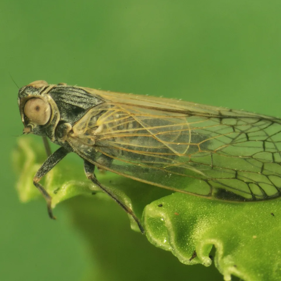 Kleine Schilf-Glasflügelzikade überträgt neue Rübenkrankheit