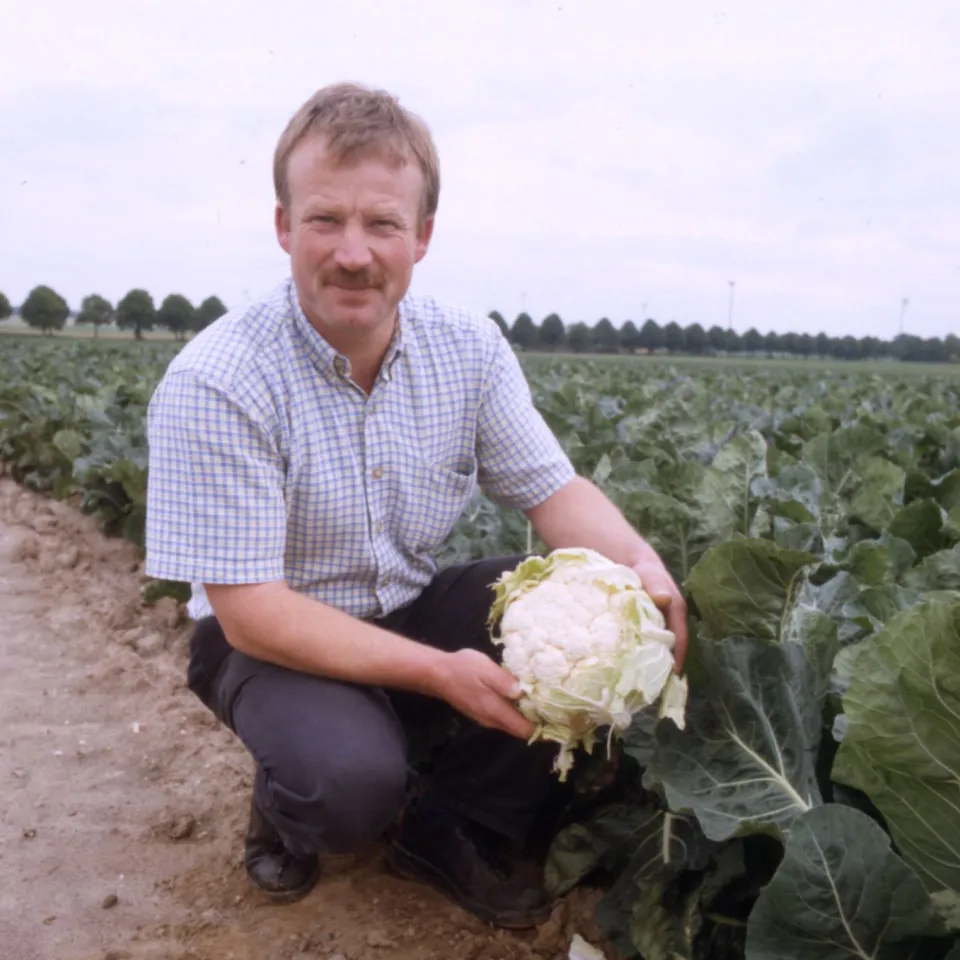 Blumenkohl: ob schneeweiß oder farbig, Hauptsache frisch