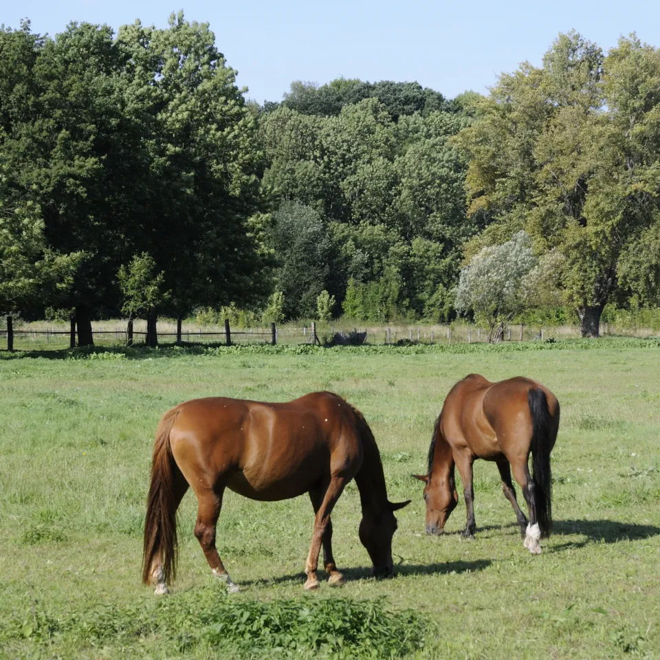 Giftpflanzen gefährden Pferde