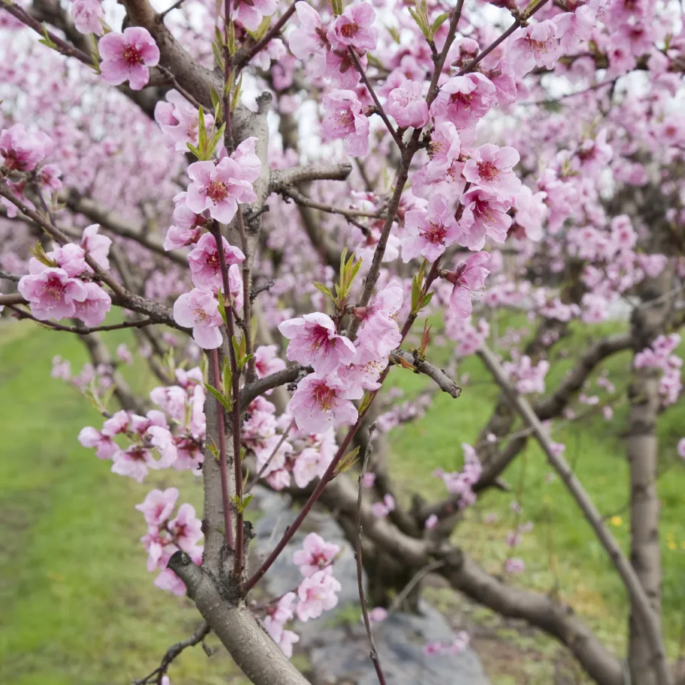 Kräuselkrankheit an Pfirsichbäumen