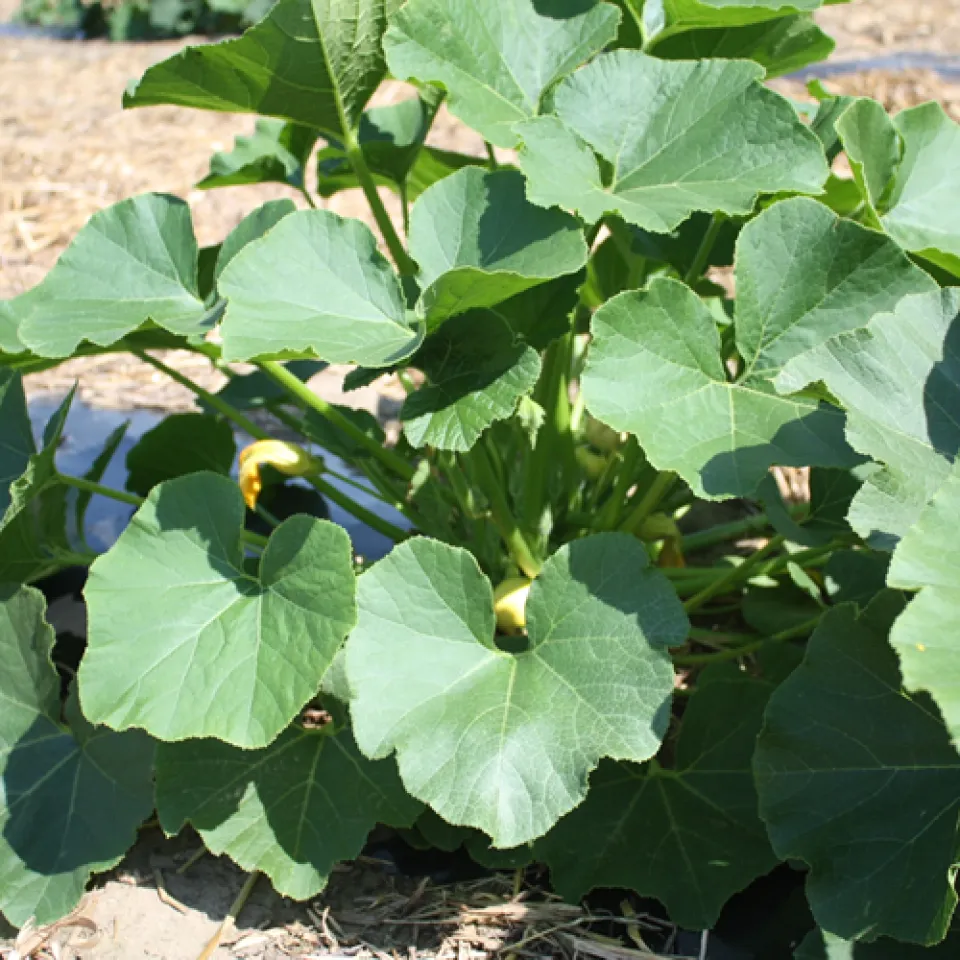 Kürbisse brauchen bei Hitze viel Wasser 