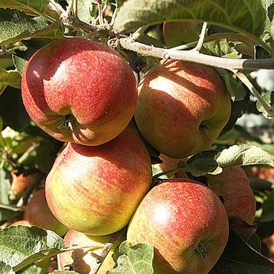 „Wellnesspräparate“ für Pflanzen