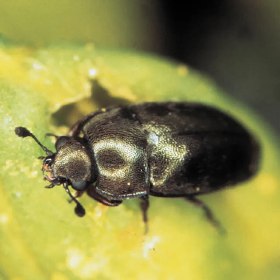 Käfer-Alarm an der Ostsee