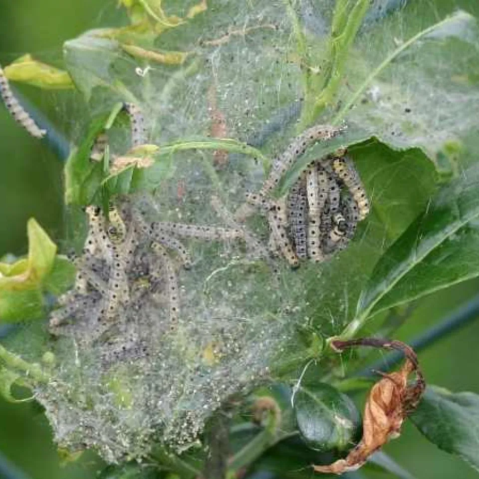 Gespenstische „Kunstwerke“: Gespinstmotten verwandeln Bäume und Sträucher