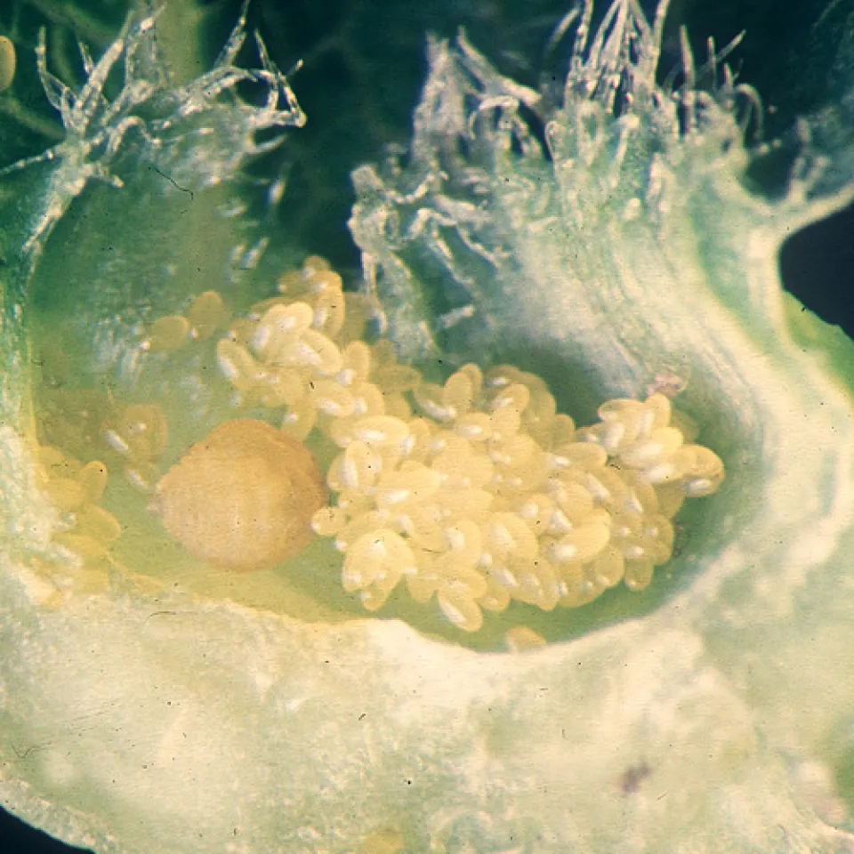   Renaissance eines Weinschädlings: Die Reblaus meldet sich zurück  