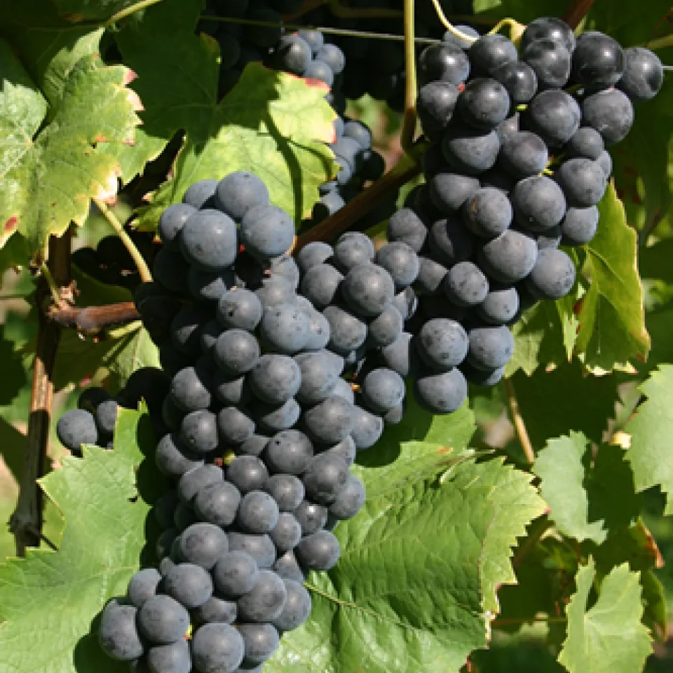 Rebsorte Regent: Erbgut entschlüsselt 