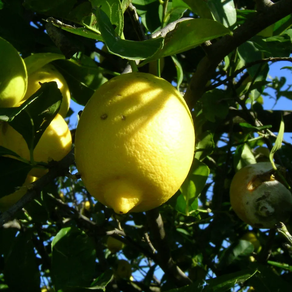 Die Gelbe Drachenkrankheit bedroht Zitrusplantagen