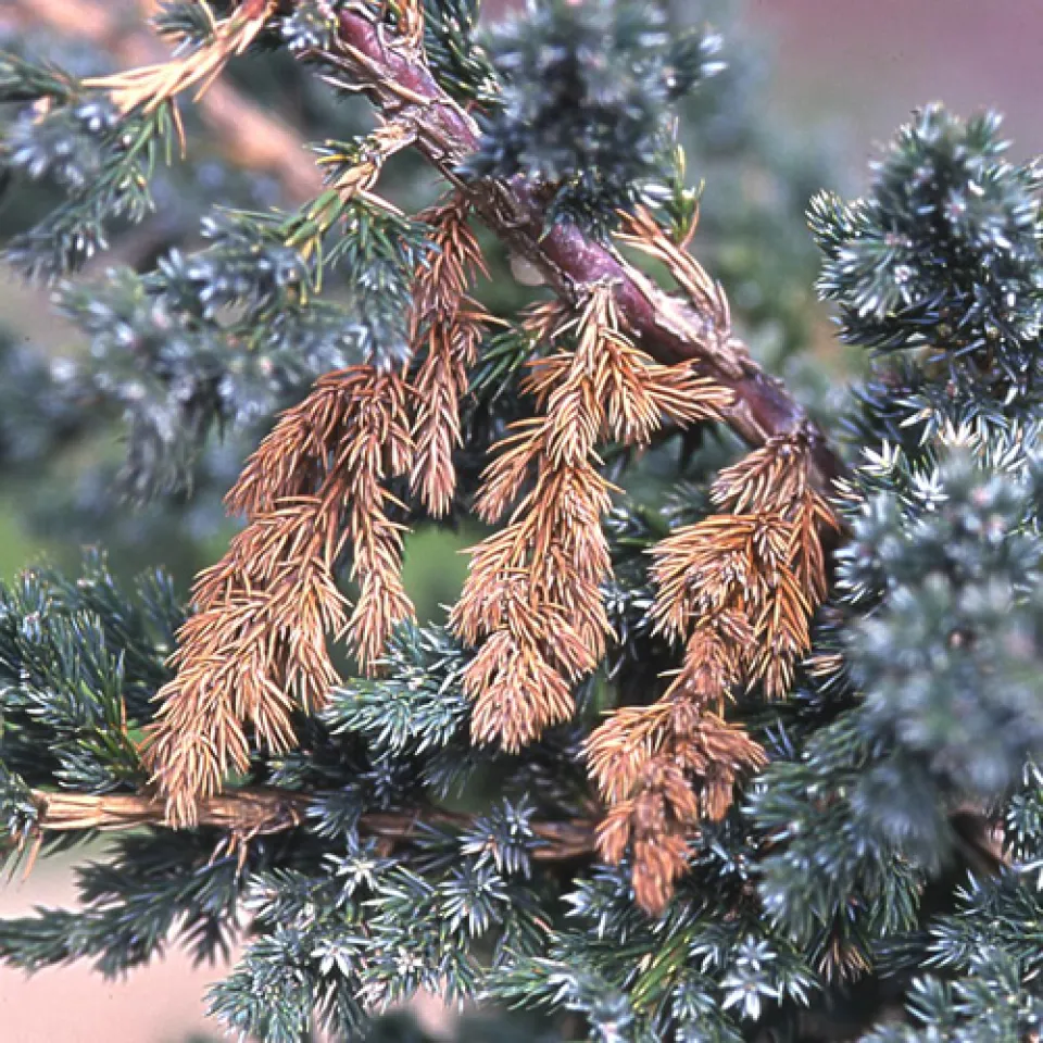 Borkenkäfer bohren in Wacholder und Thuja 