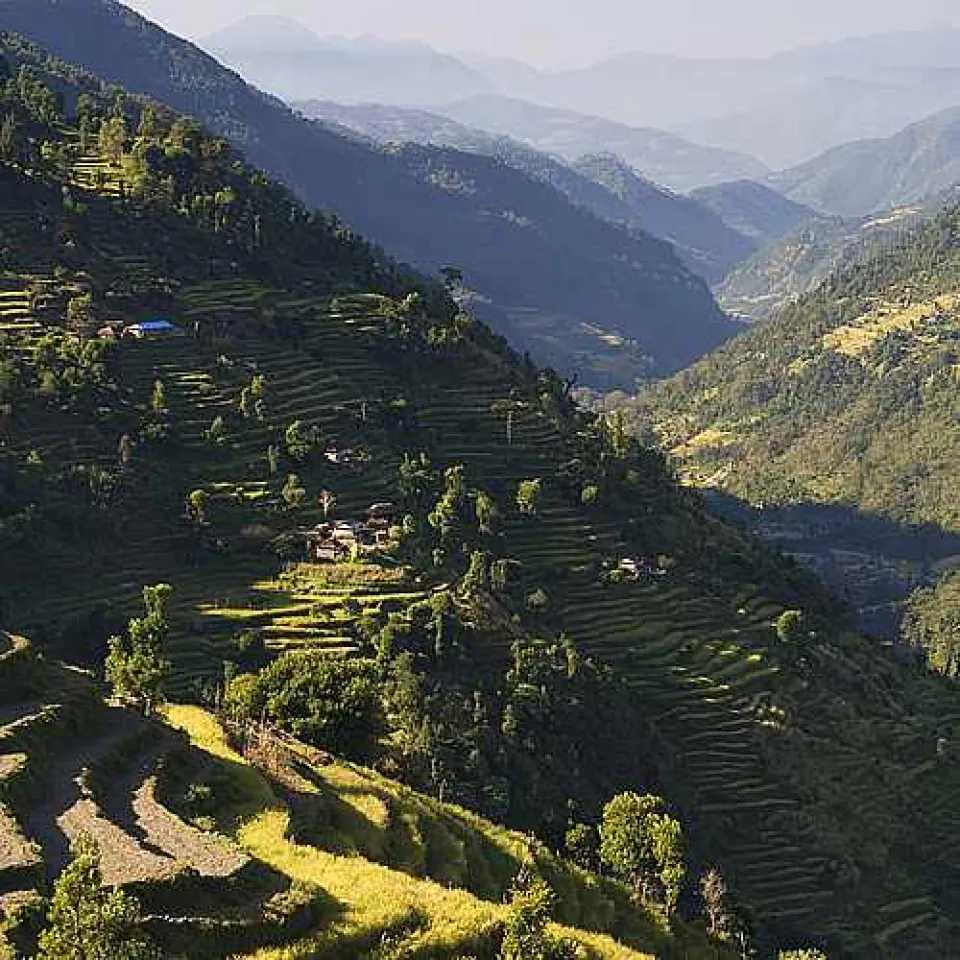 Neue Reissorte widersteht Kälte 