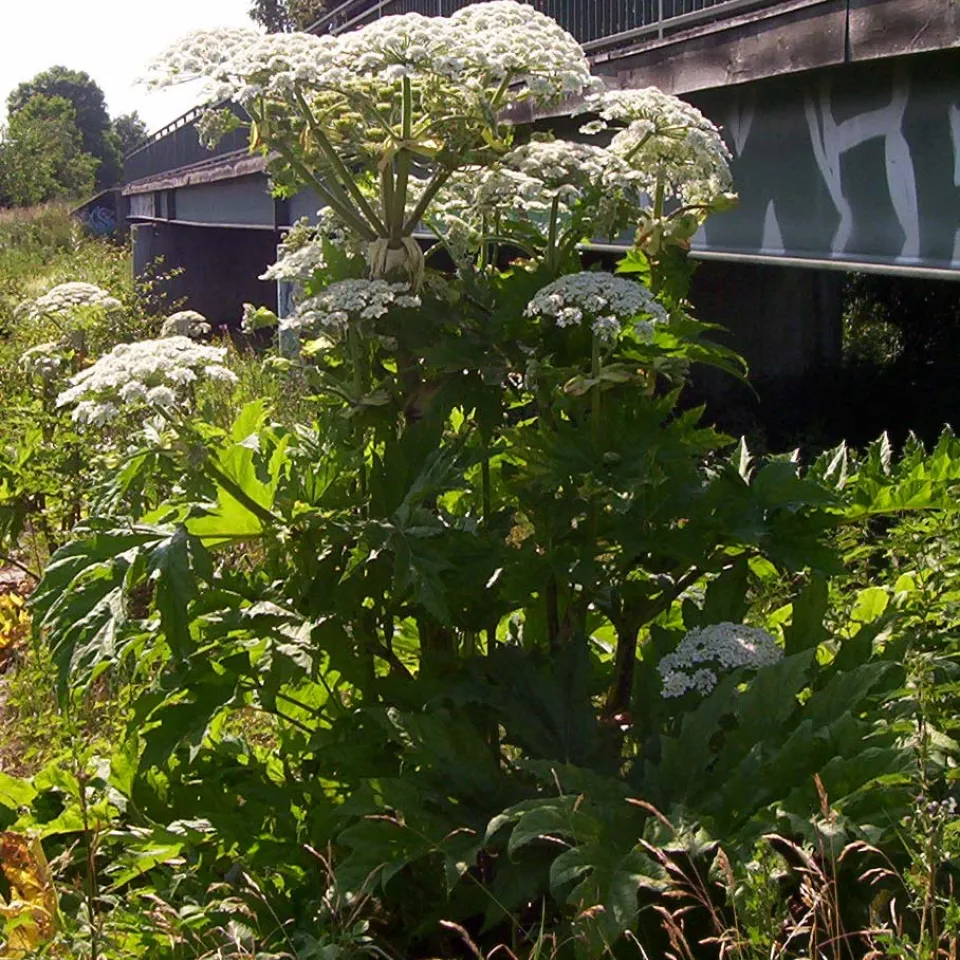 Eine Giftpflanze stellt Kommunen vor kaum lösbare Aufgaben