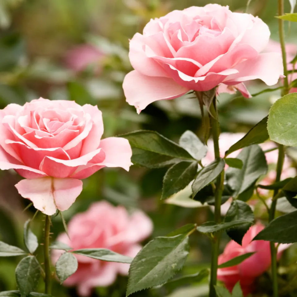 Blattwespen schädigen Rosen