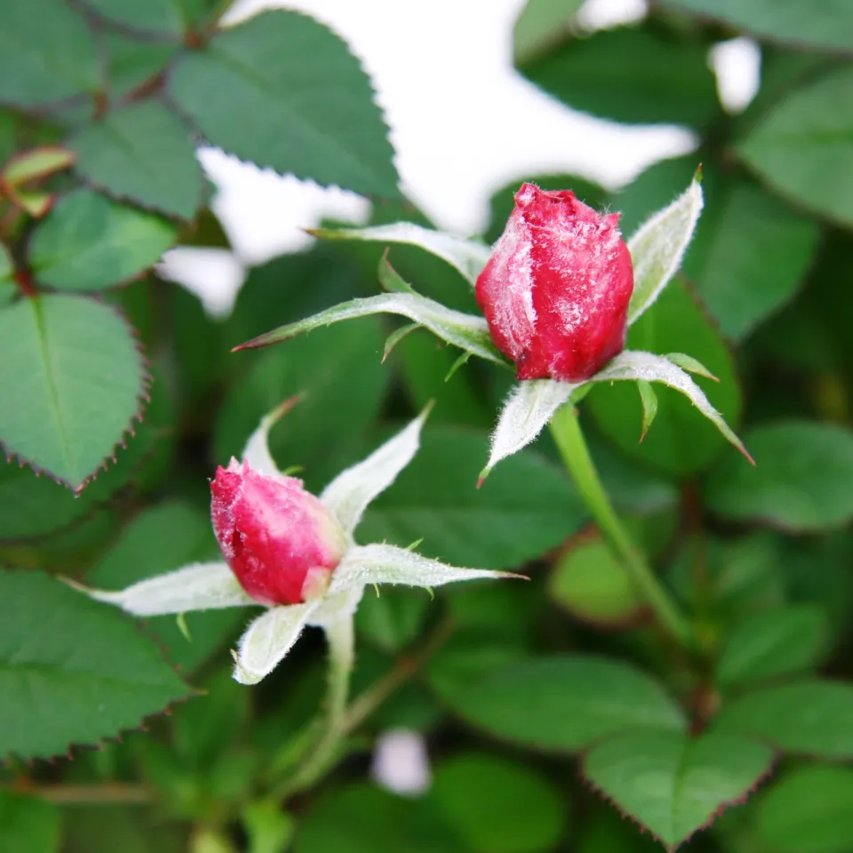 Echter und Falscher Mehltau – was ist das eigentlich?