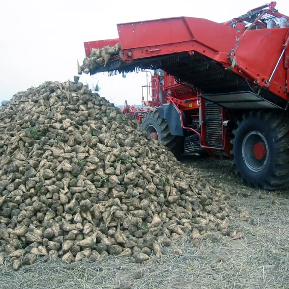 Kartoffel-, Mais- und Zuckerrübenernte 2013 kleiner als im Vorjahr