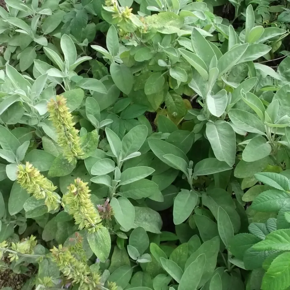 Salbei – ein vielseitiges Heil- und Gewürzkraut