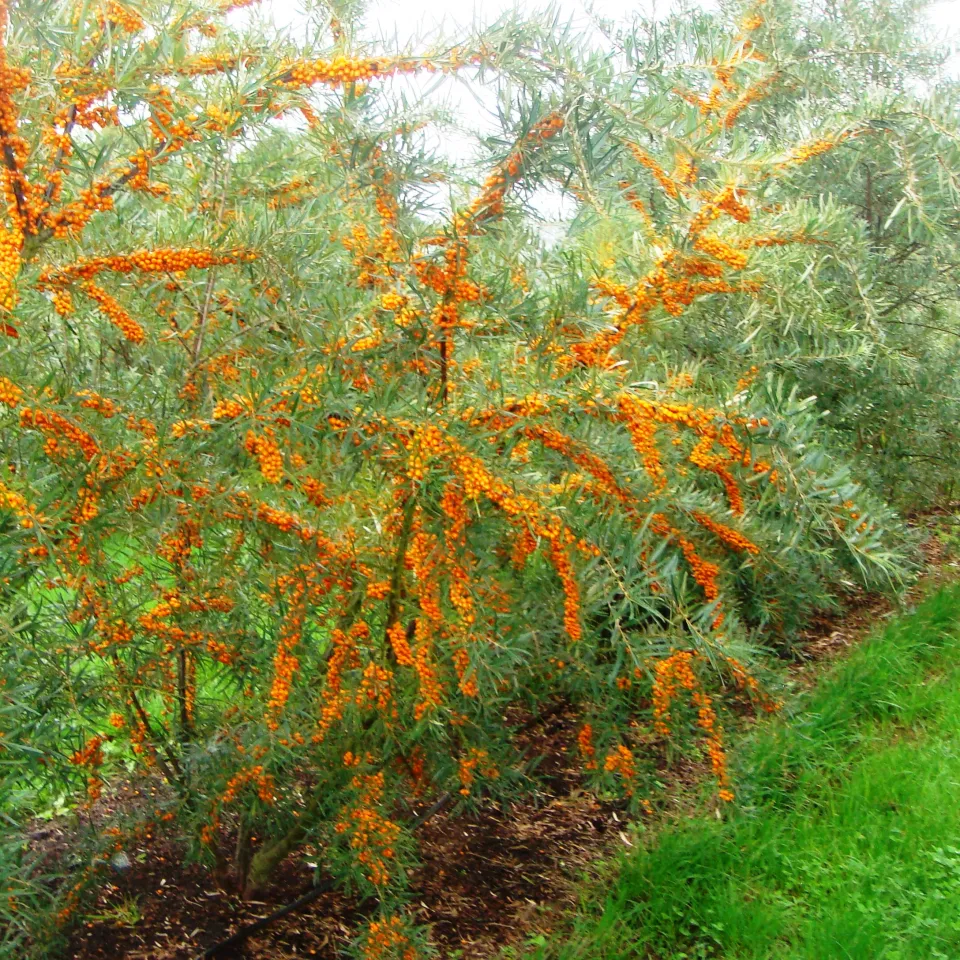 Sanddornanbau verspricht reiche Ernten