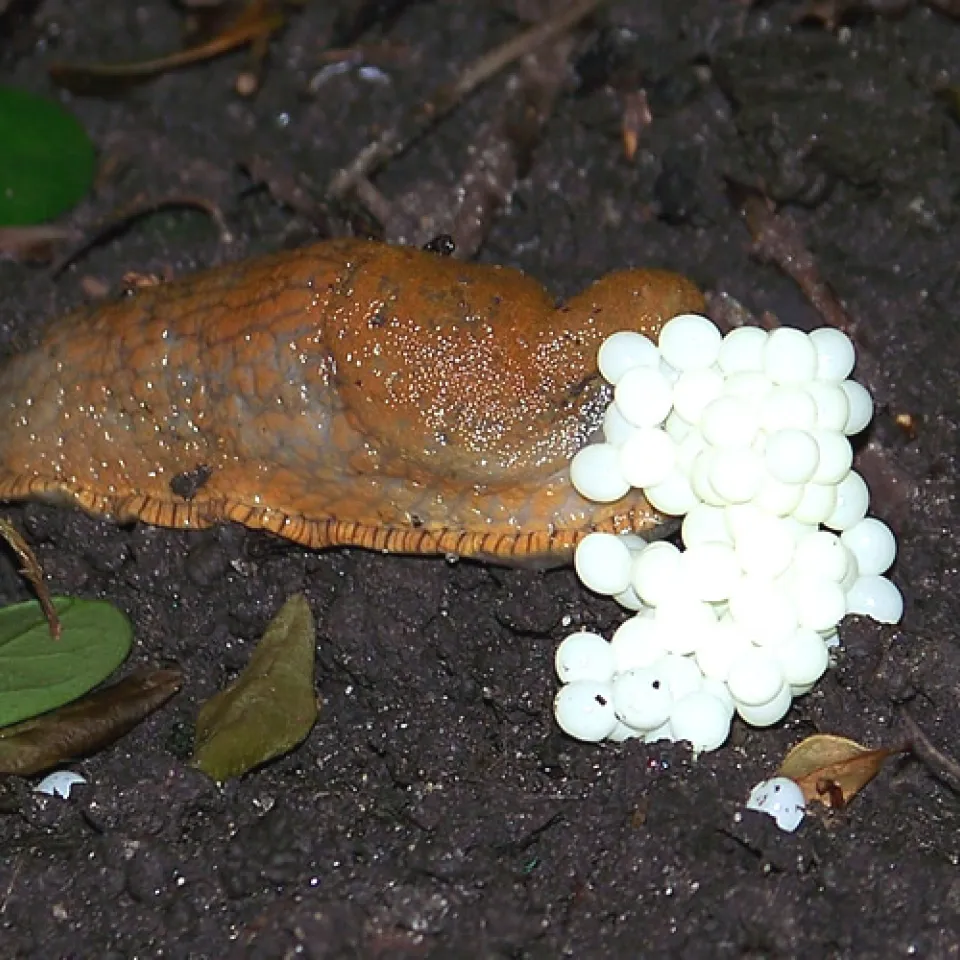 Wider den Schneckenfraß 
