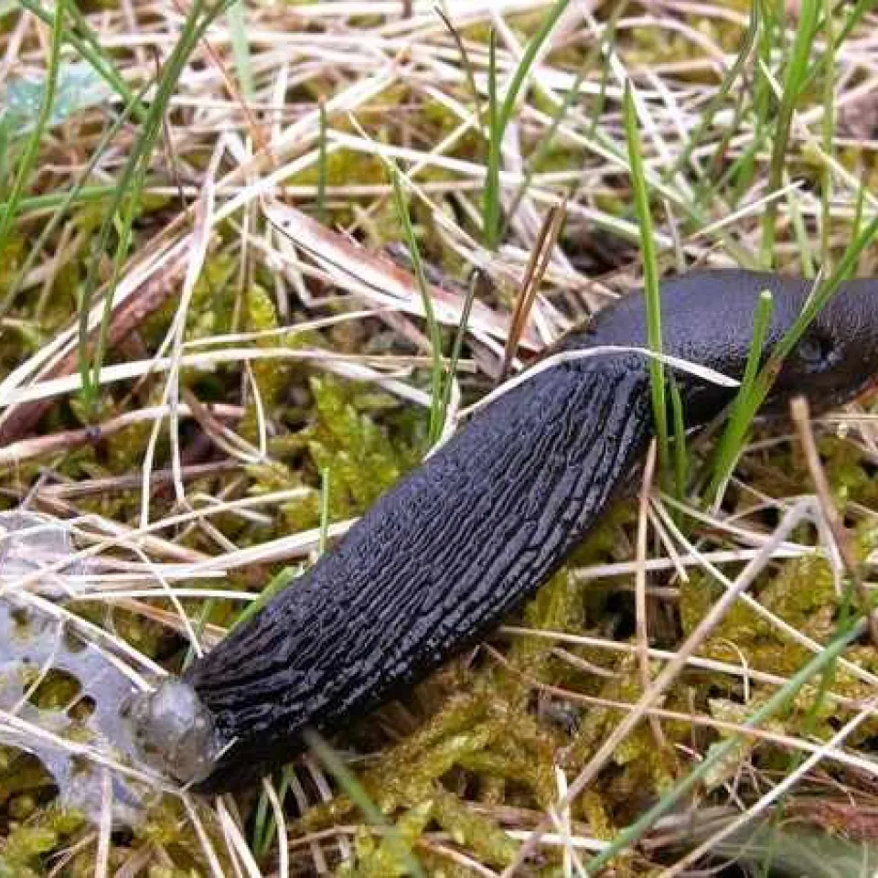 Regenzeit ist Schneckenzeit