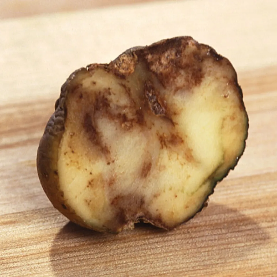 Kraut- und Knollenfäule - der größte Feind der Kartoffel 