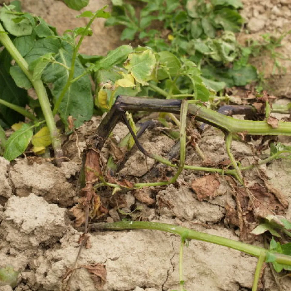 Bakterien im Kartoffelanbau – eine latente Gefahr