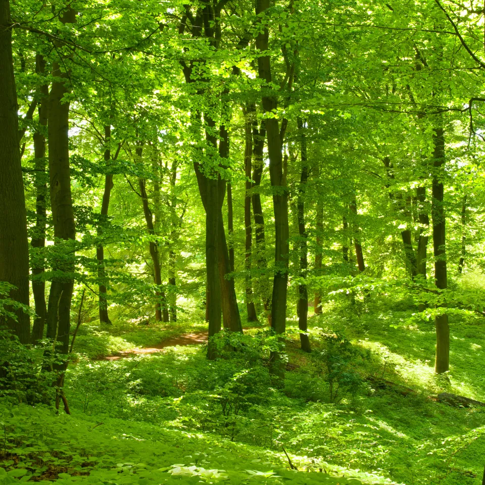 Der Bundeswaldbericht 2012