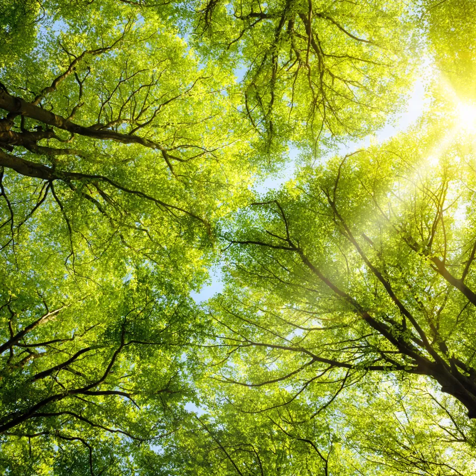 Der Zustand der deutschen Wälder hat sich 2014 nur leicht verschlechtert