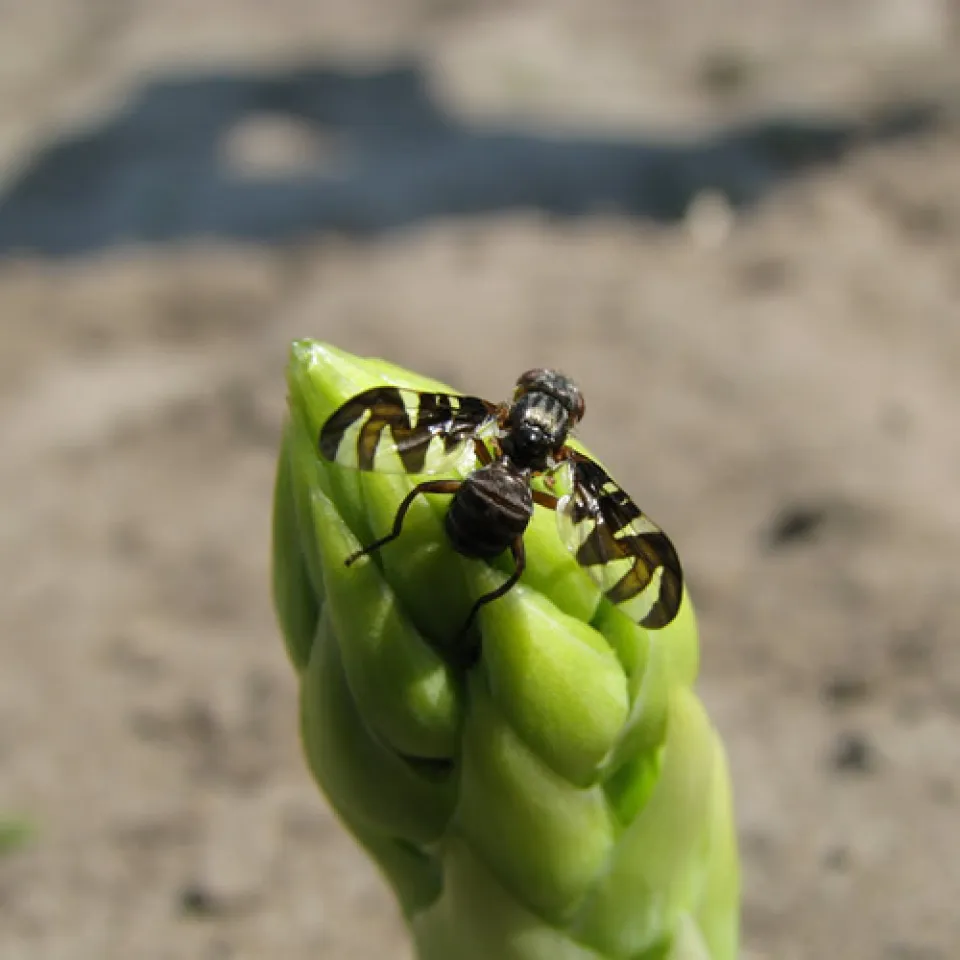 Wo Spargel wächst, ist die Spargelfliege nicht weit