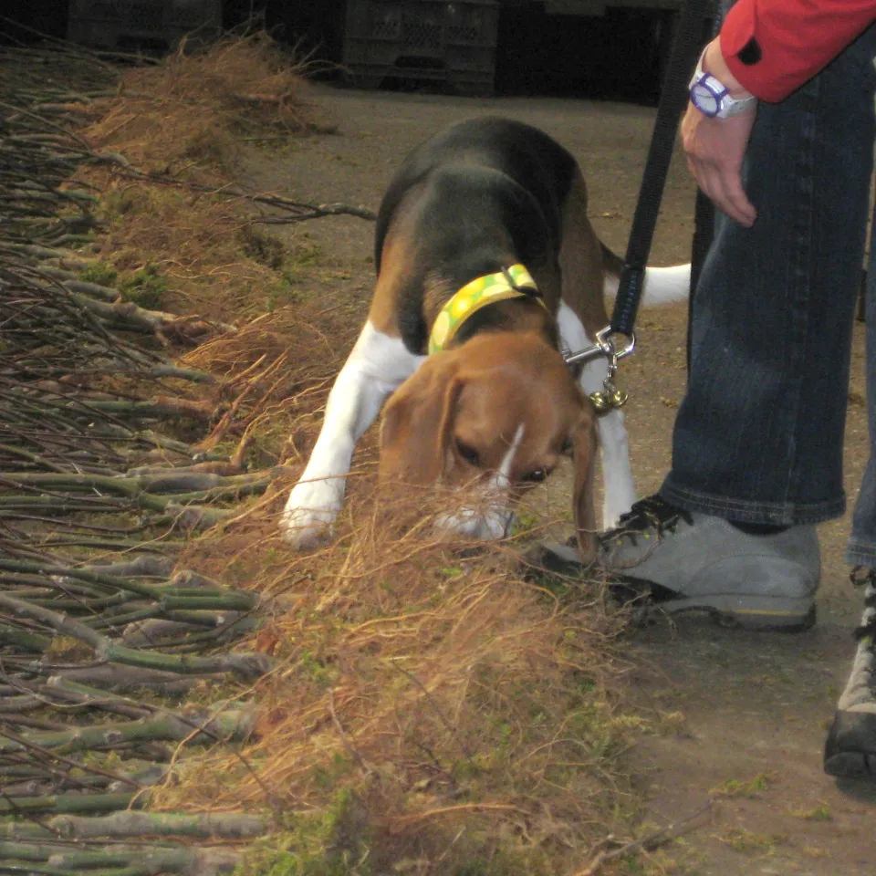 Spürhunde und Röntgenstrahlen fahnden nach Zitrusbockkäfer