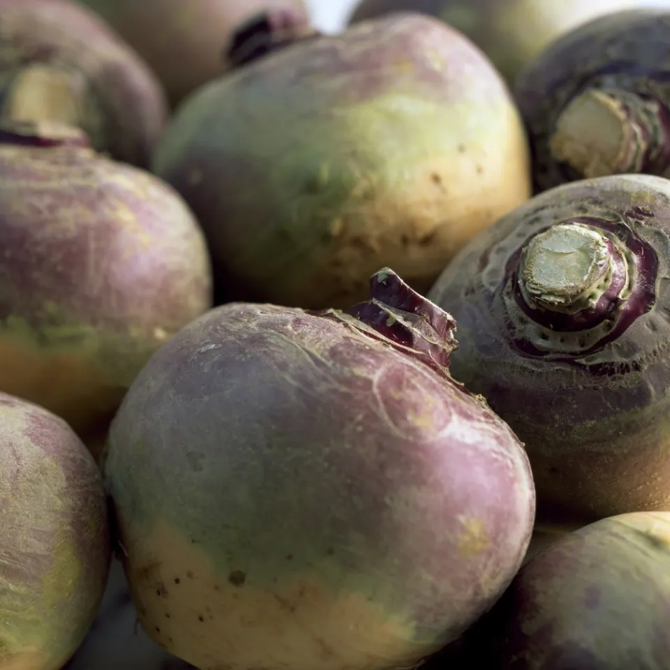 Die Steckrübe ist wieder da und voll im Trend