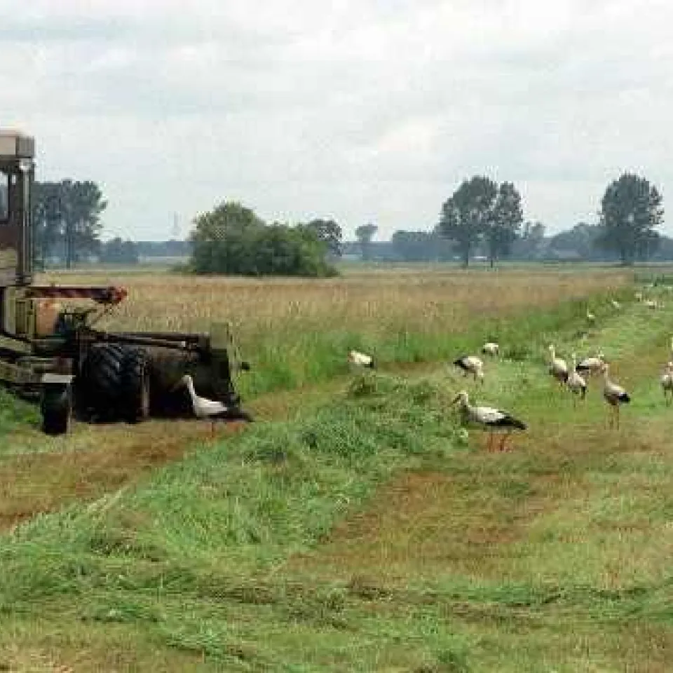 Landwirtschaft und Biodiversität – Gegner oder Partner?