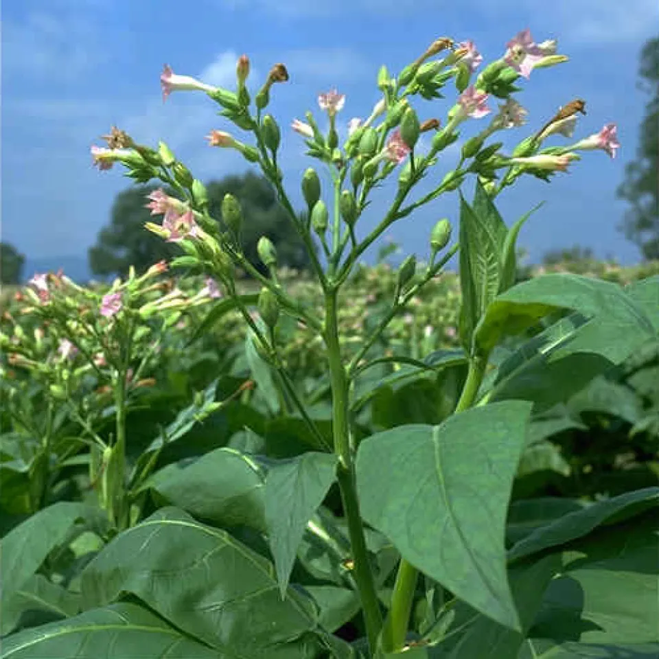 Ganz schön anspruchsvoll: Tabak als Kulturpflanze 