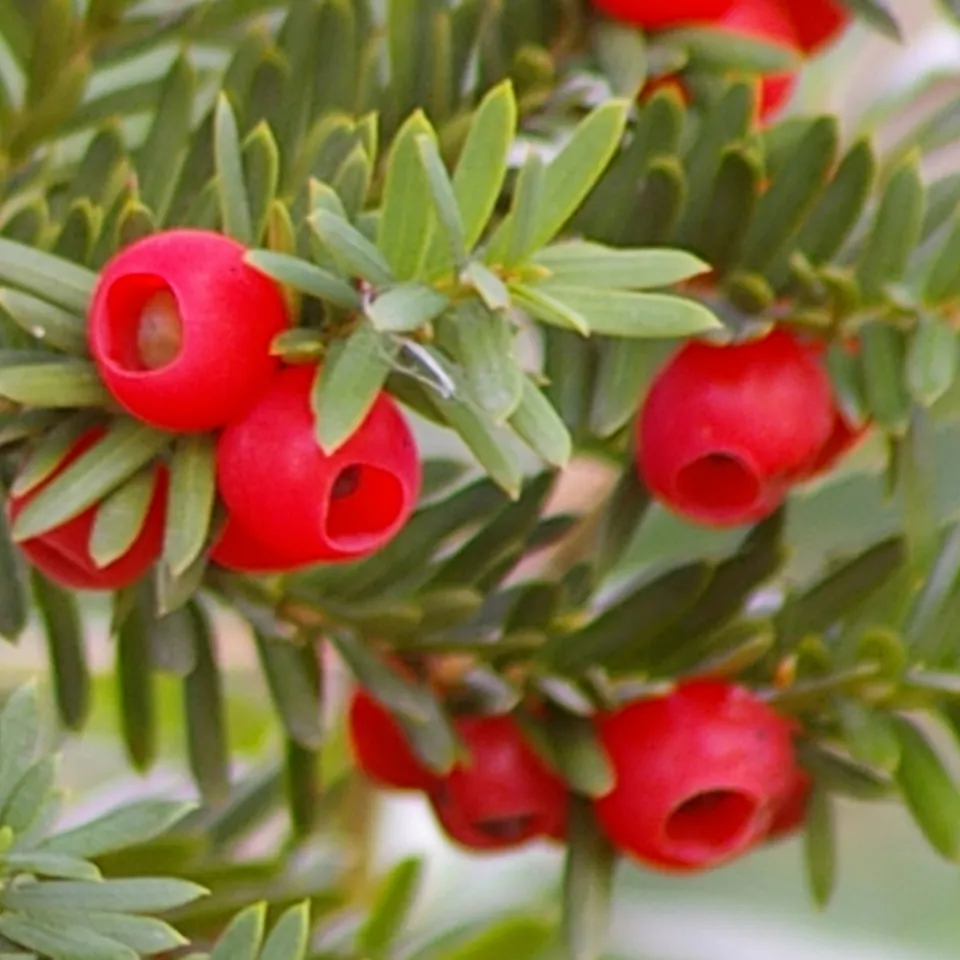 Die Eibe ist die Giftpflanze des Jahres 2011