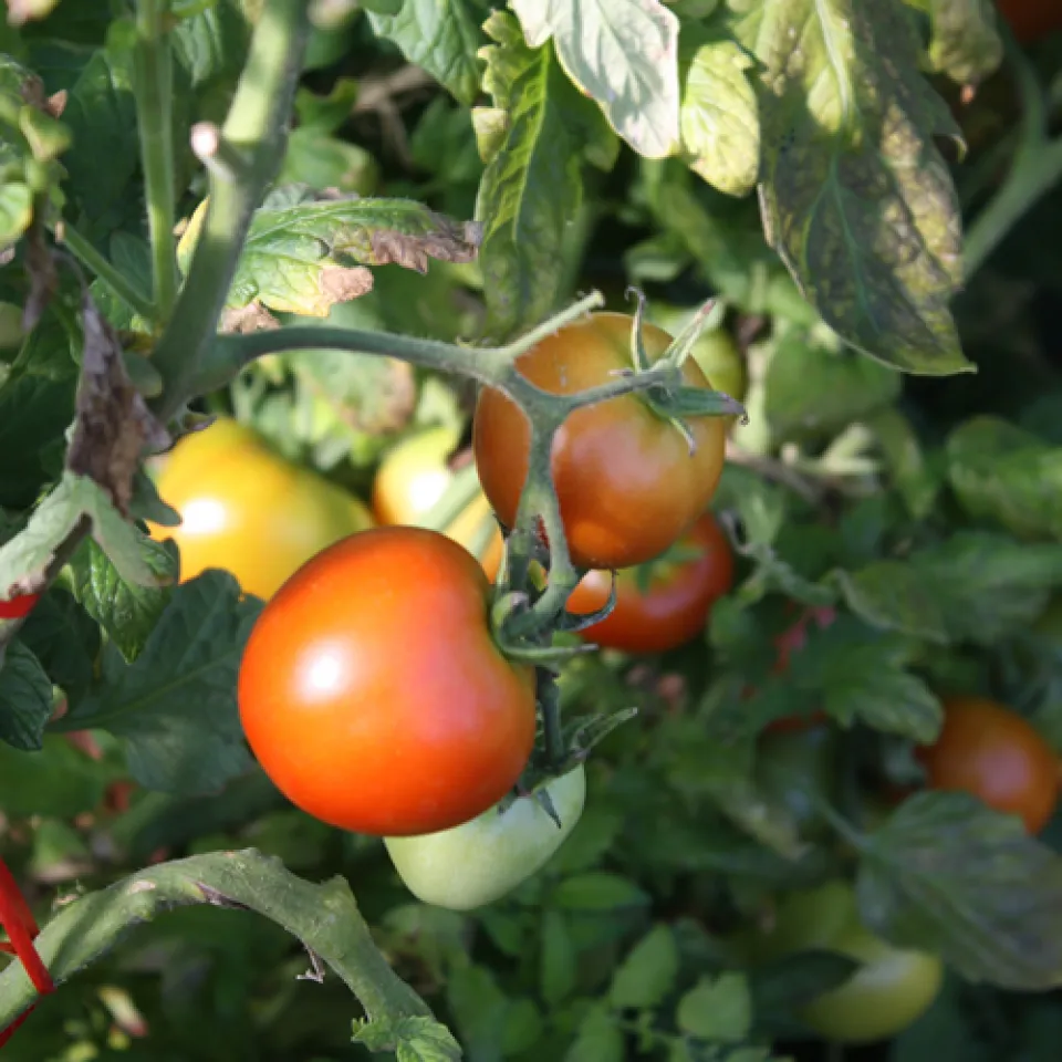 Tomaten brauchen ein Dach über dem Kopf 